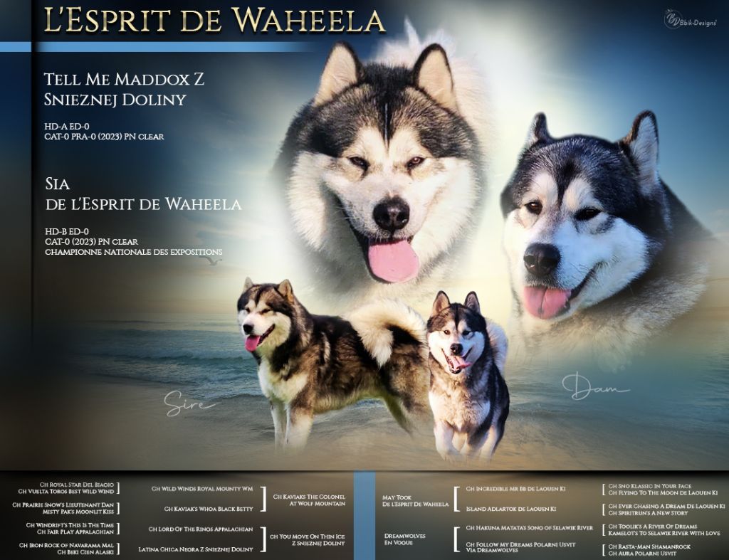 De L'Esprit De Waheela - Chiot disponible  - Alaskan Malamute