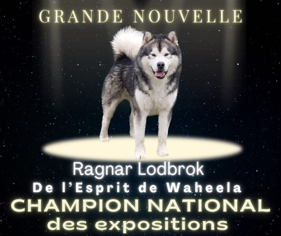 De L'Esprit De Waheela - Titre de Champion National des expositions pour Ragnar 