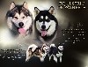  - Chiots de Malamute d'Alaska 