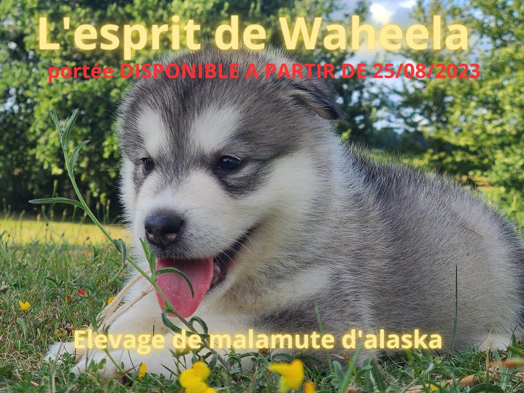 De L'Esprit De Waheela - Naissance de malamutes- 19/06/2023