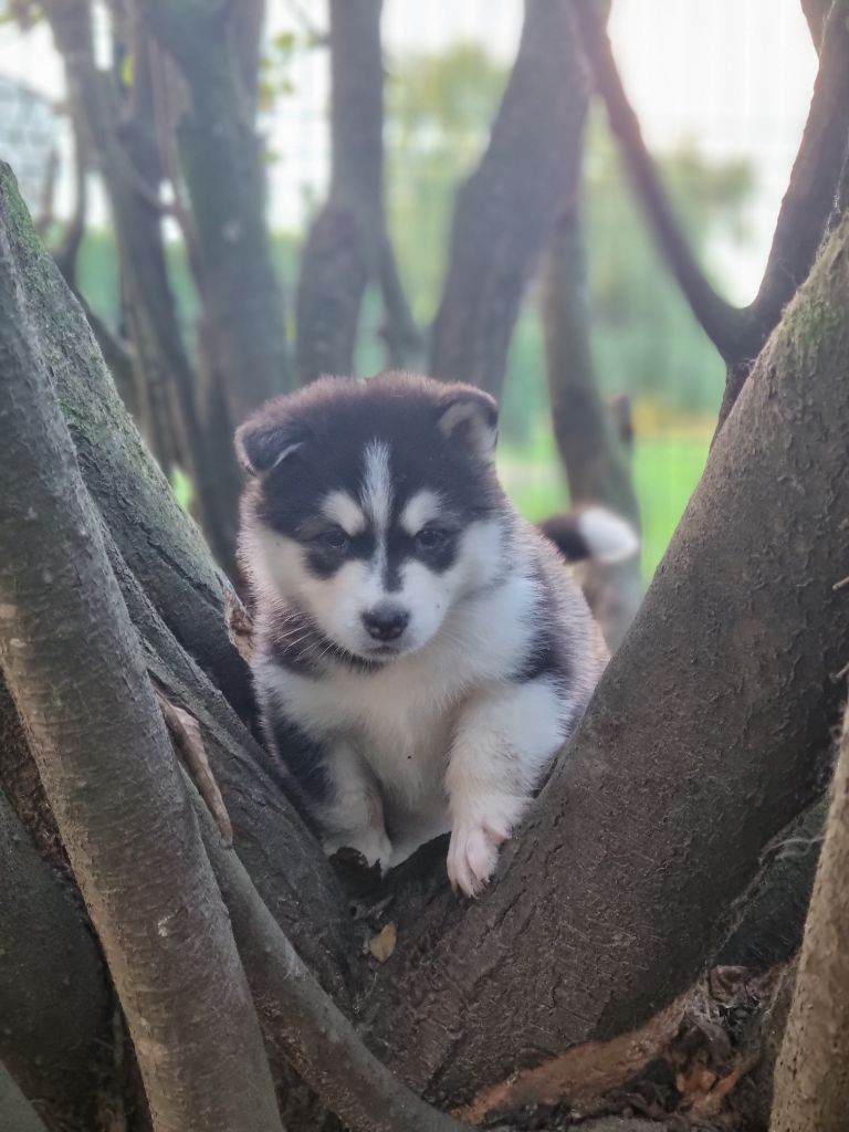 De L'Esprit De Waheela - Chiot disponible  - Alaskan Malamute