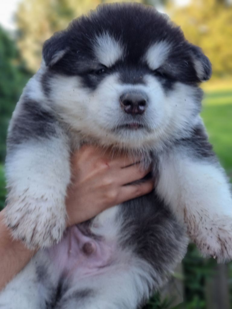 De L'Esprit De Waheela - Chiot disponible  - Alaskan Malamute