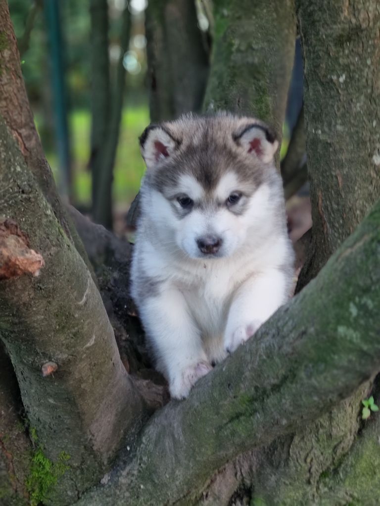 De L'Esprit De Waheela - Chiot disponible  - Alaskan Malamute