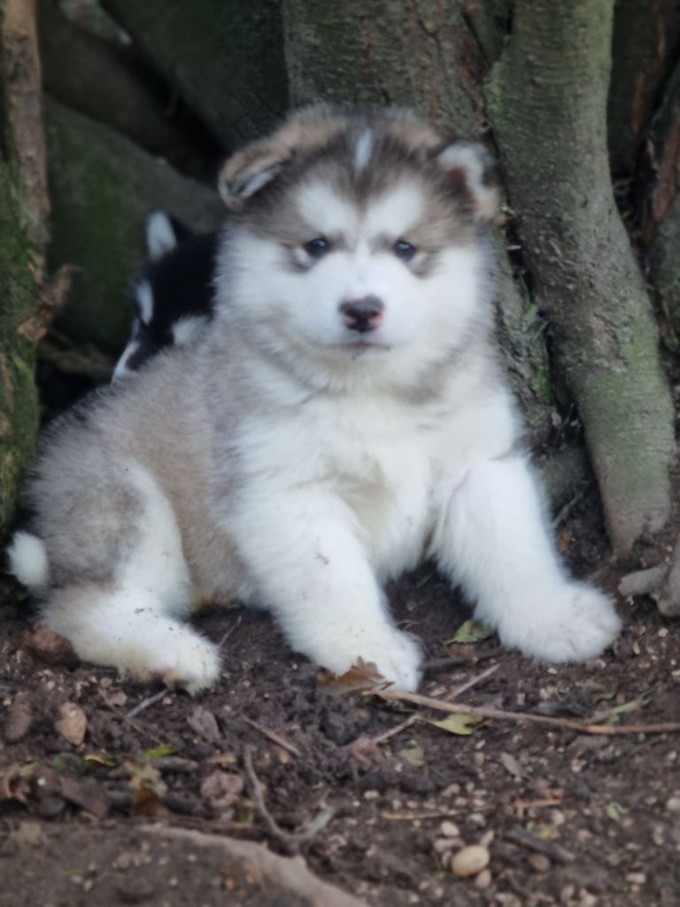 De L'Esprit De Waheela - Chiot disponible  - Alaskan Malamute