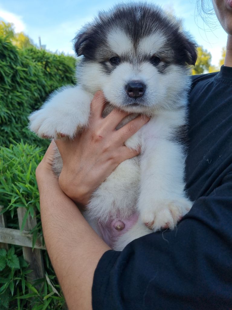 De L'Esprit De Waheela - Chiot disponible  - Alaskan Malamute