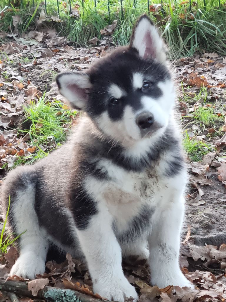 De L'Esprit De Waheela - Chiot disponible  - Alaskan Malamute