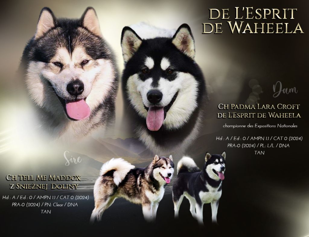 chiot Alaskan Malamute De L'Esprit De Waheela