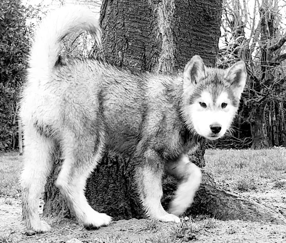 Prince aslan De L'Esprit De Waheela