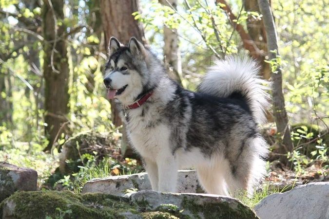 P'freya De L'Esprit De Waheela
