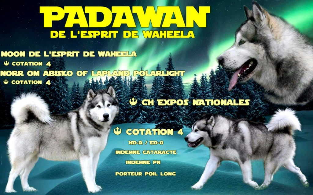 CH. Padawan De L'Esprit De Waheela