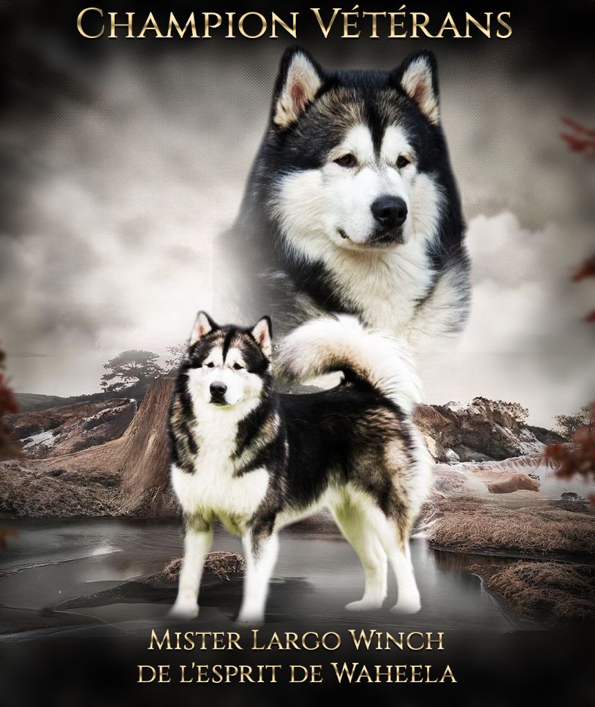 CH. Mister largo winch De L'Esprit De Waheela