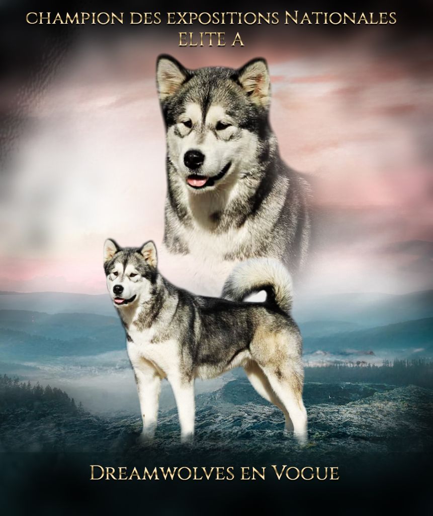 CH. dreamwolves En vogue