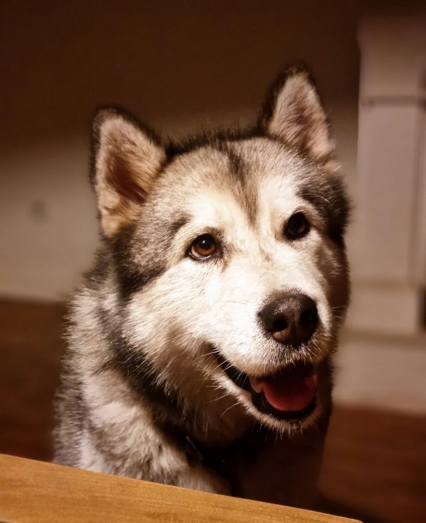 Malu in kita's shadow