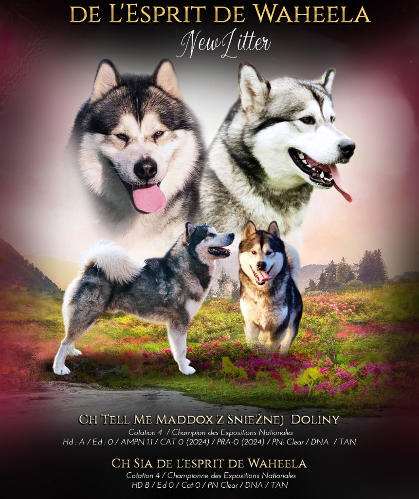 Les chiots de Sissi et Maddox !!!! 