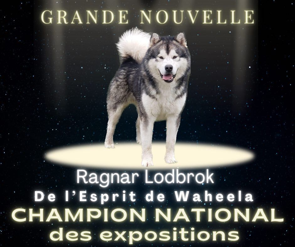 De L'Esprit De Waheela - Titre de Champion National des expositions pour Ragnar