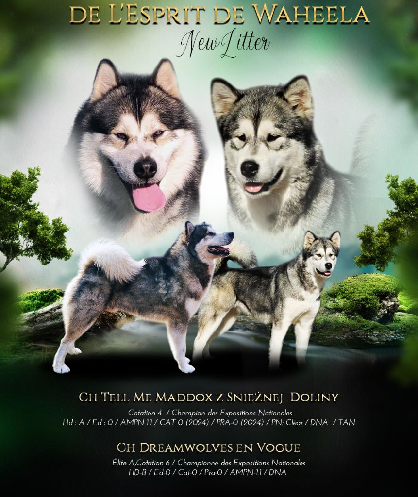 La naissance des chiots prévue pour le mois de mars!