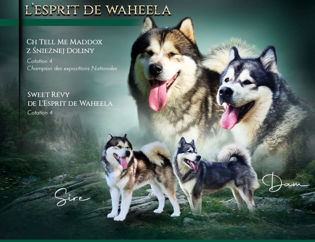 De L'Esprit De Waheela - Les chiots sont nés le 11/08/2024 !!