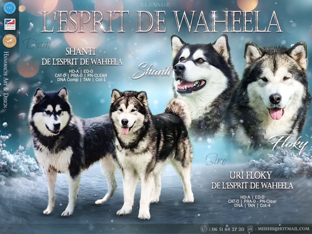 Naissance de bébés malamutes 