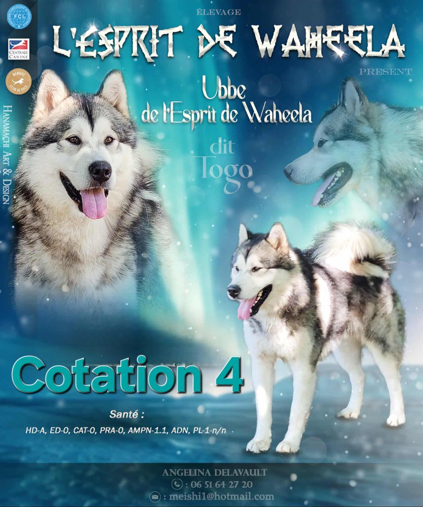 Ubbe Togo de l'Esprit de Waheela a obtenu la cotation 4