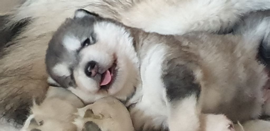 Chiots nés chez nous