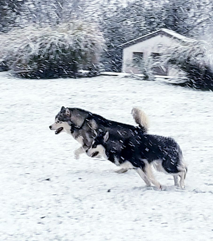 Heureuse vie de malamutes-nos chiens chez nous !