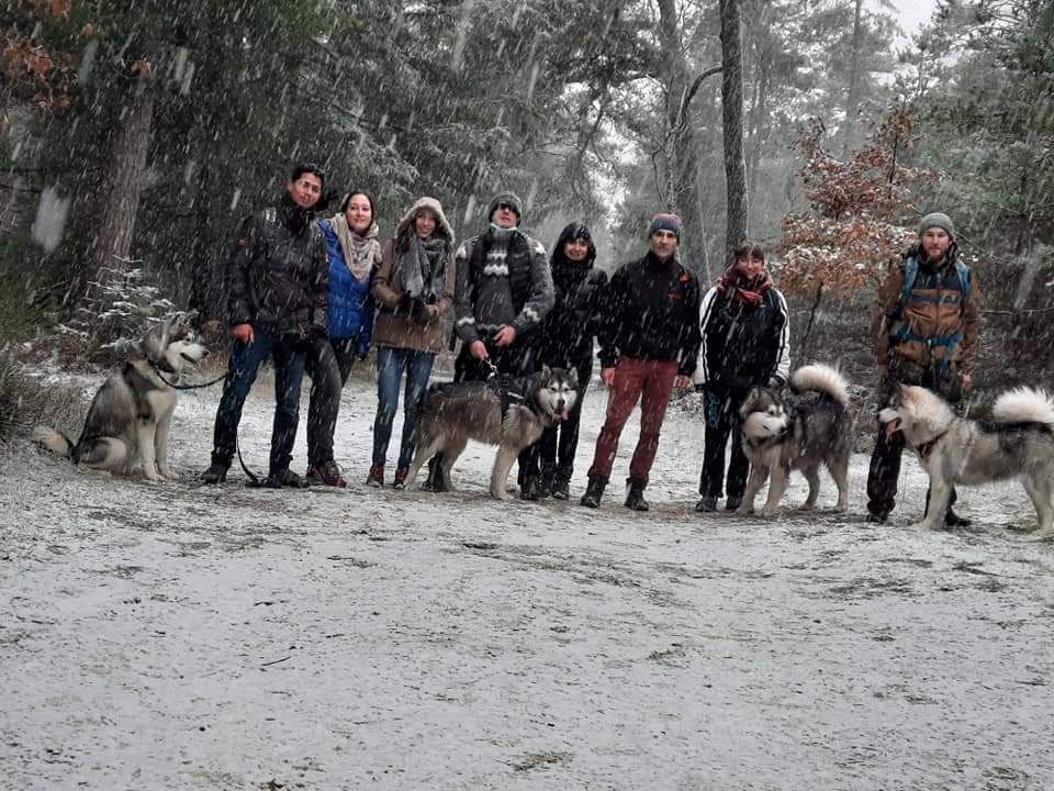 La belle vie de malamutes chez nos clients 