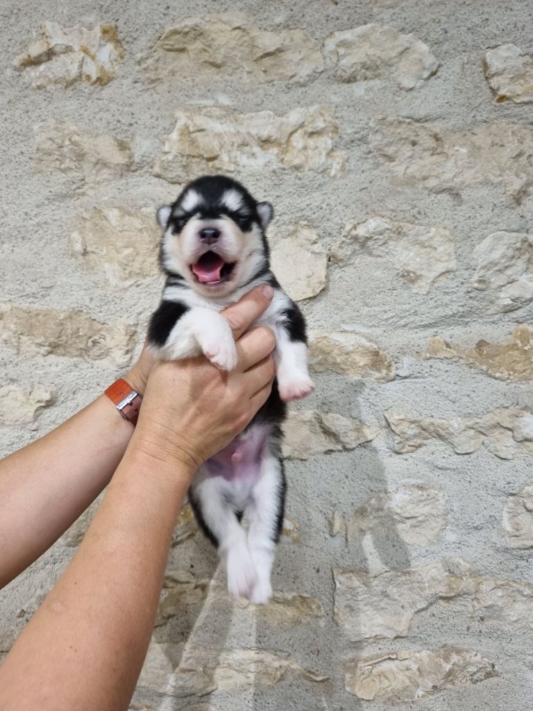 De L'Esprit De Waheela - Chiots disponibles - Alaskan Malamute