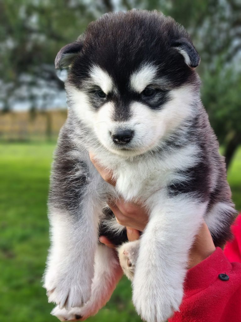 De L'Esprit De Waheela - Chiots disponibles - Alaskan Malamute