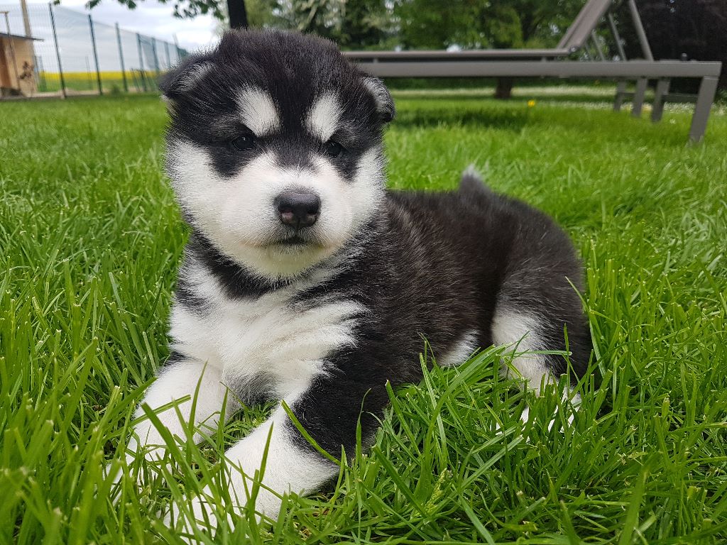 CHIOT