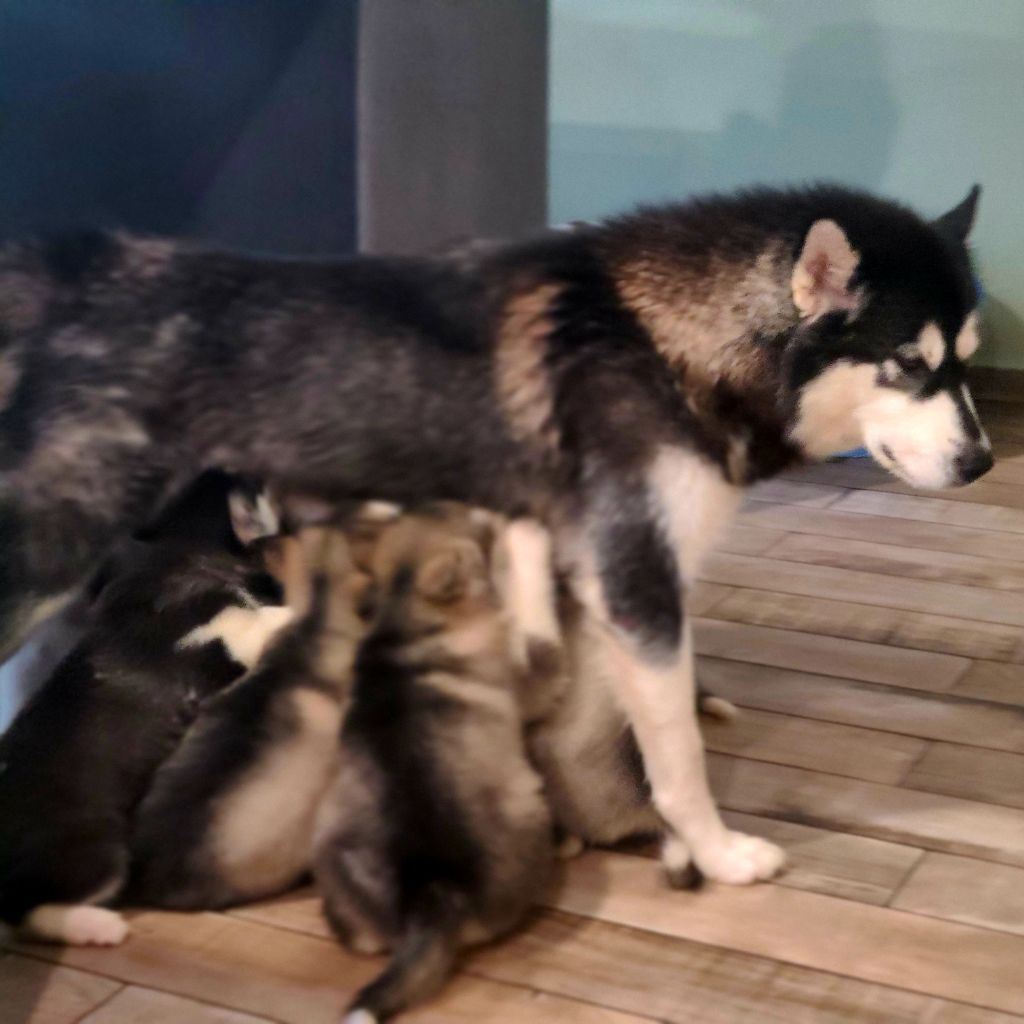 Chiot Alaskan Malamute De L'Esprit De Waheela
