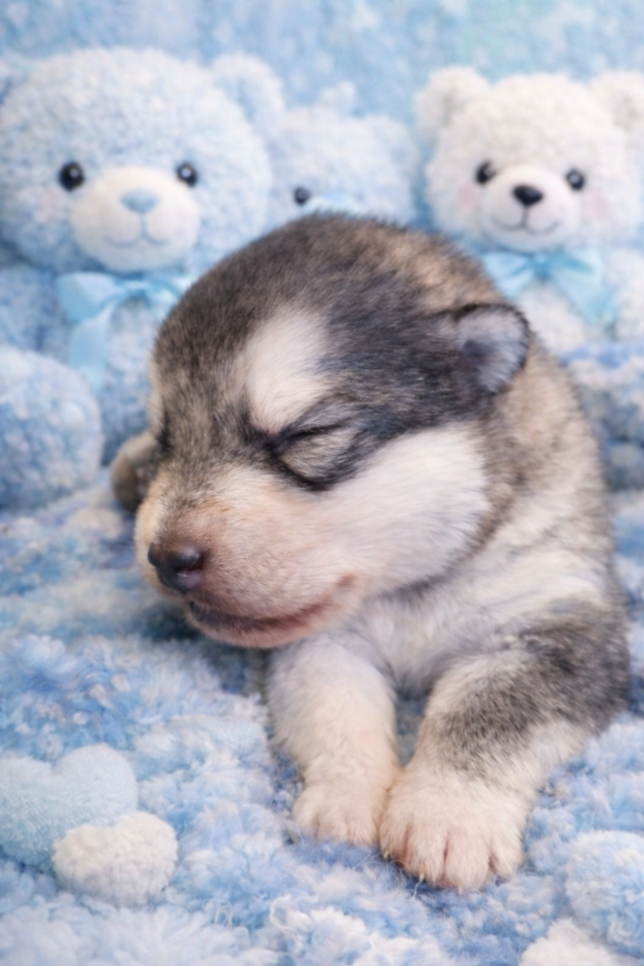 De L'Esprit De Waheela - Chiots disponibles - Alaskan Malamute