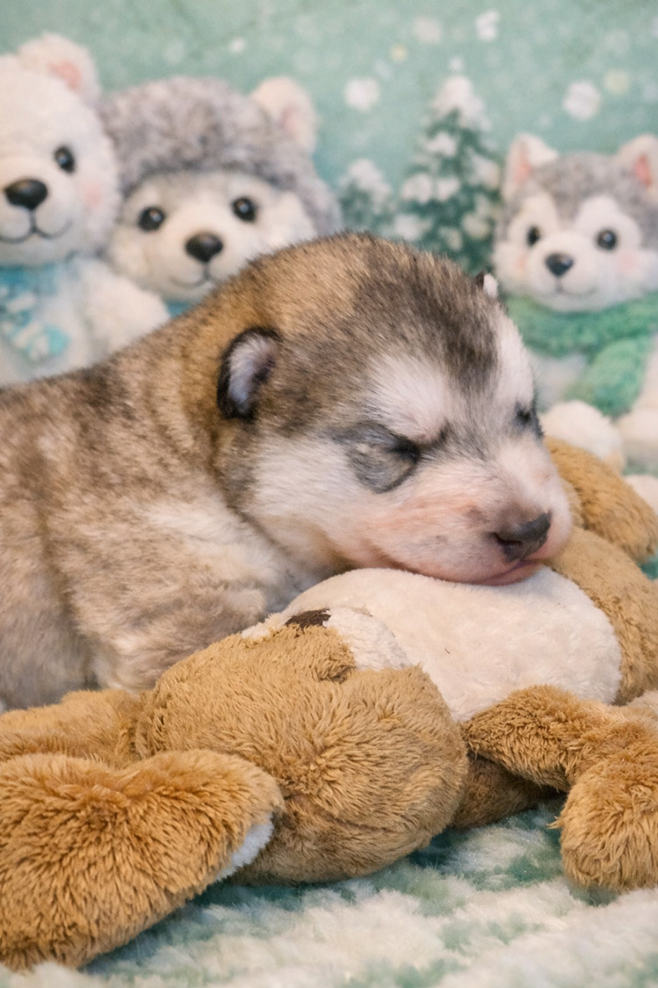 De L'Esprit De Waheela - Chiots disponibles - Alaskan Malamute