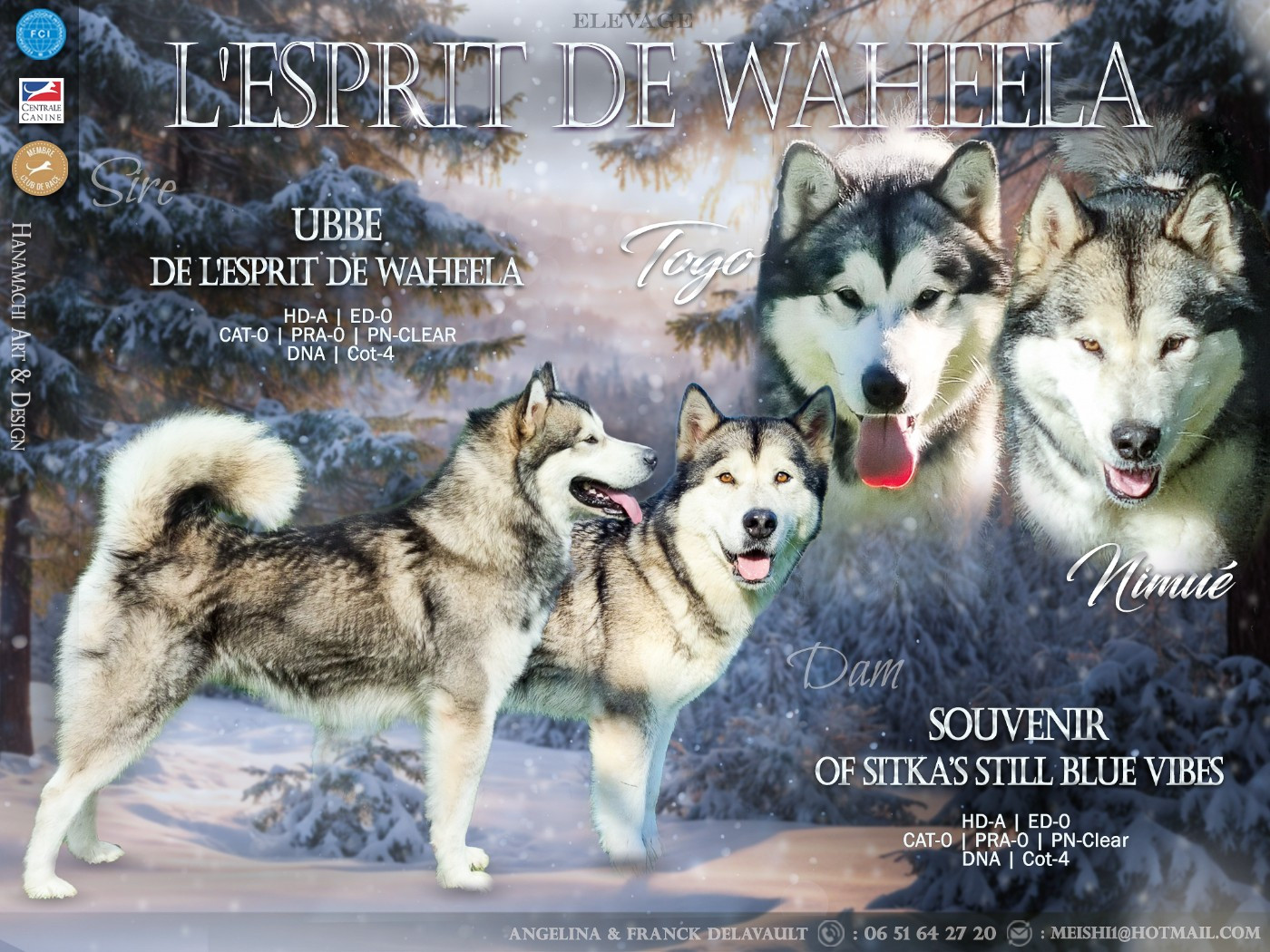 Chiot Alaskan Malamute De L'Esprit De Waheela
