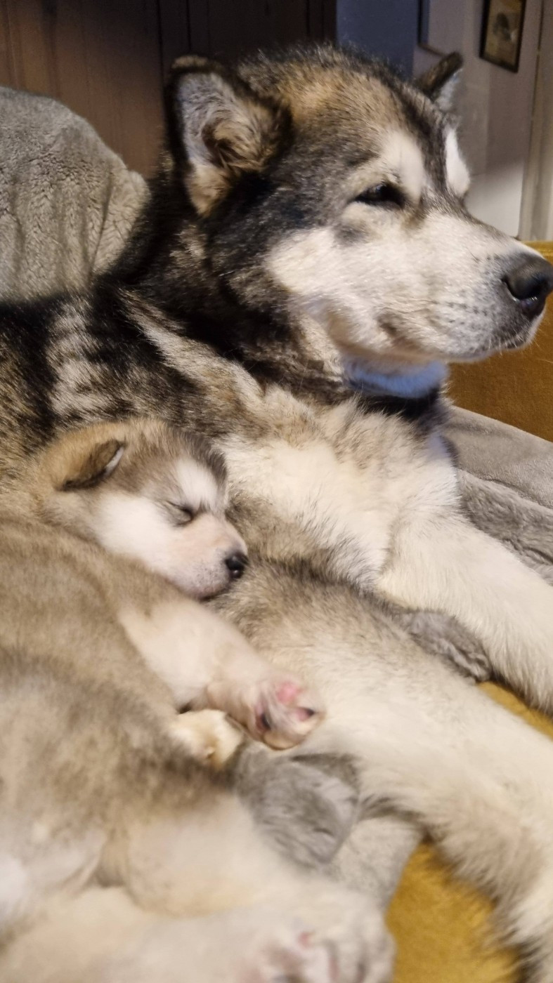 De L'Esprit De Waheela - Chiots disponibles - Alaskan Malamute