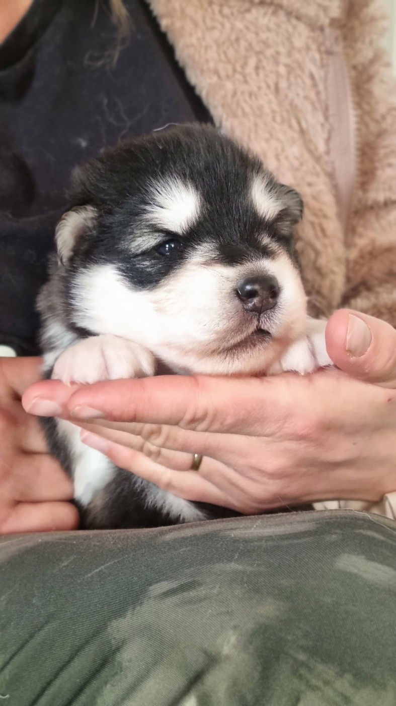 De L'Esprit De Waheela - Chiots disponibles - Alaskan Malamute