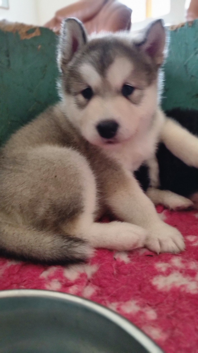 De L'Esprit De Waheela - Chiots disponibles - Alaskan Malamute
