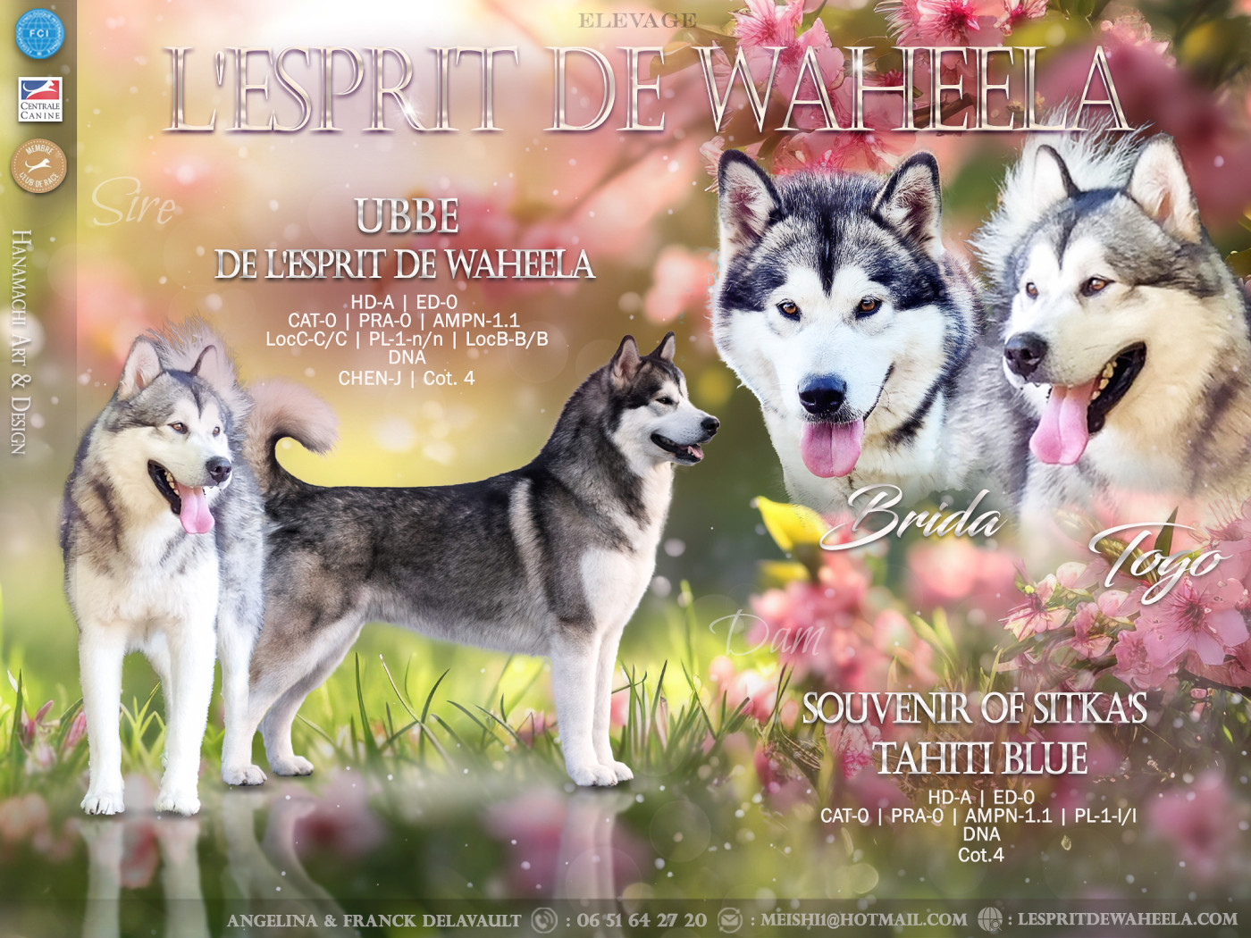 De L'Esprit De Waheela - Alaskan Malamute - Portée née le 06/02/2026