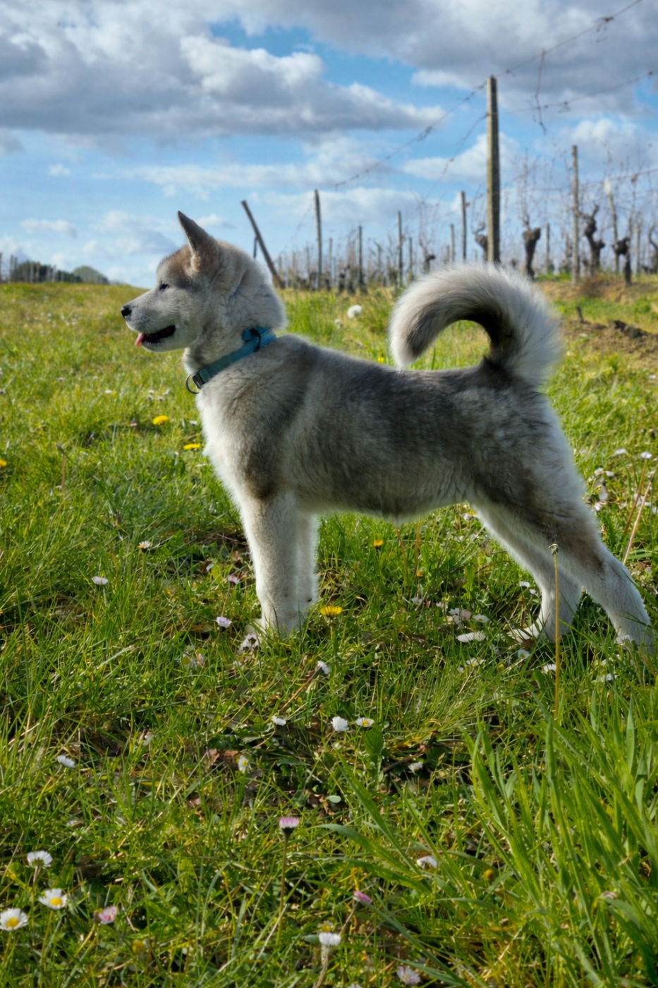 De L'Esprit De Waheela - Chiots disponibles - Alaskan Malamute