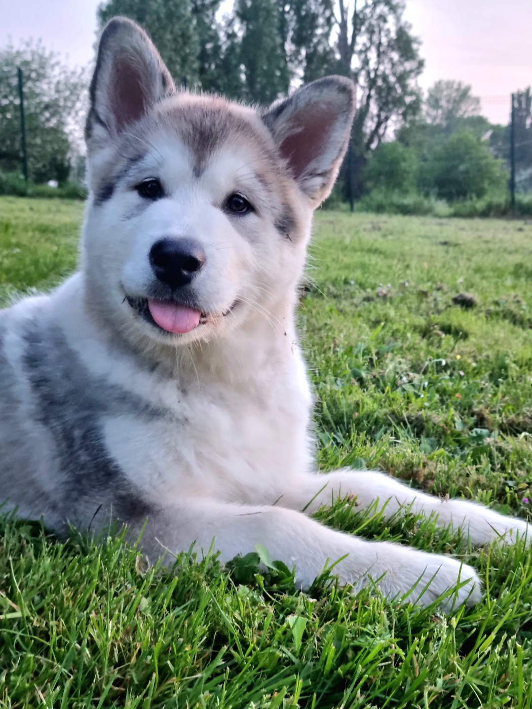 De L'Esprit De Waheela - Chiots disponibles - Alaskan Malamute