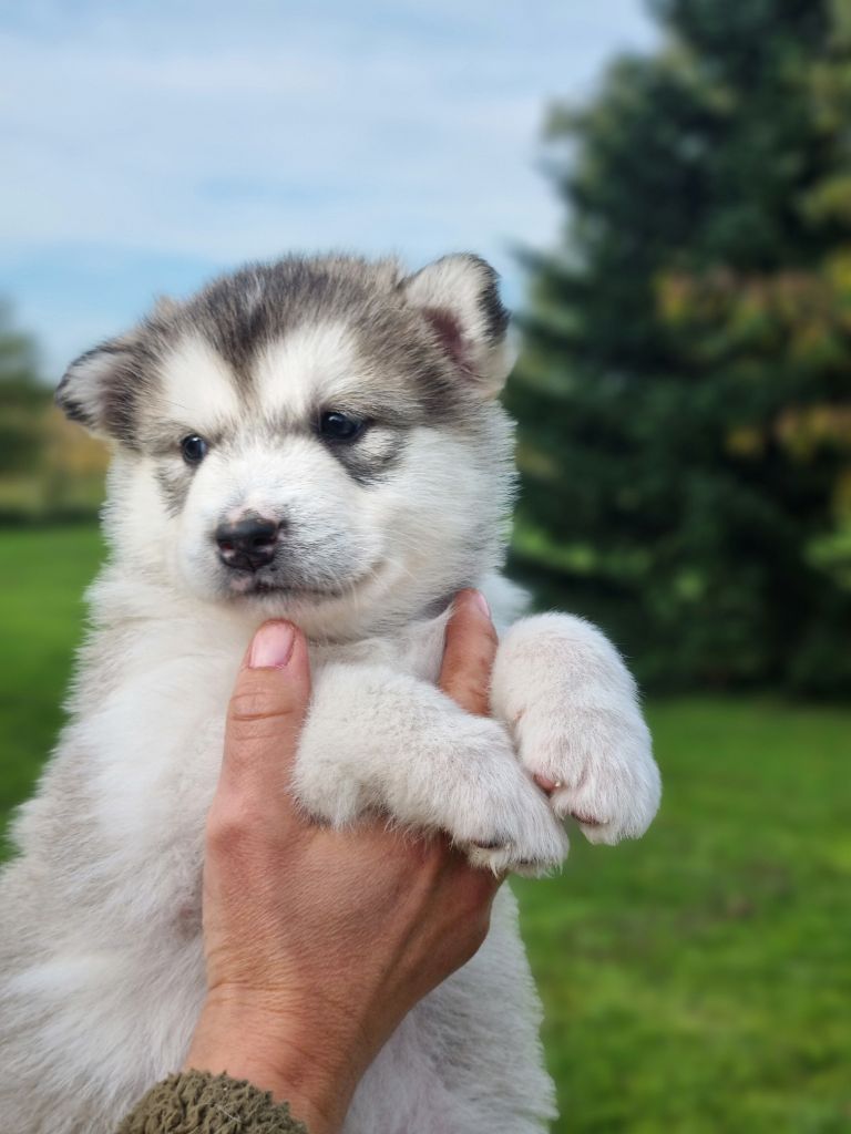 De L'Esprit De Waheela - Chiots disponibles - Alaskan Malamute
