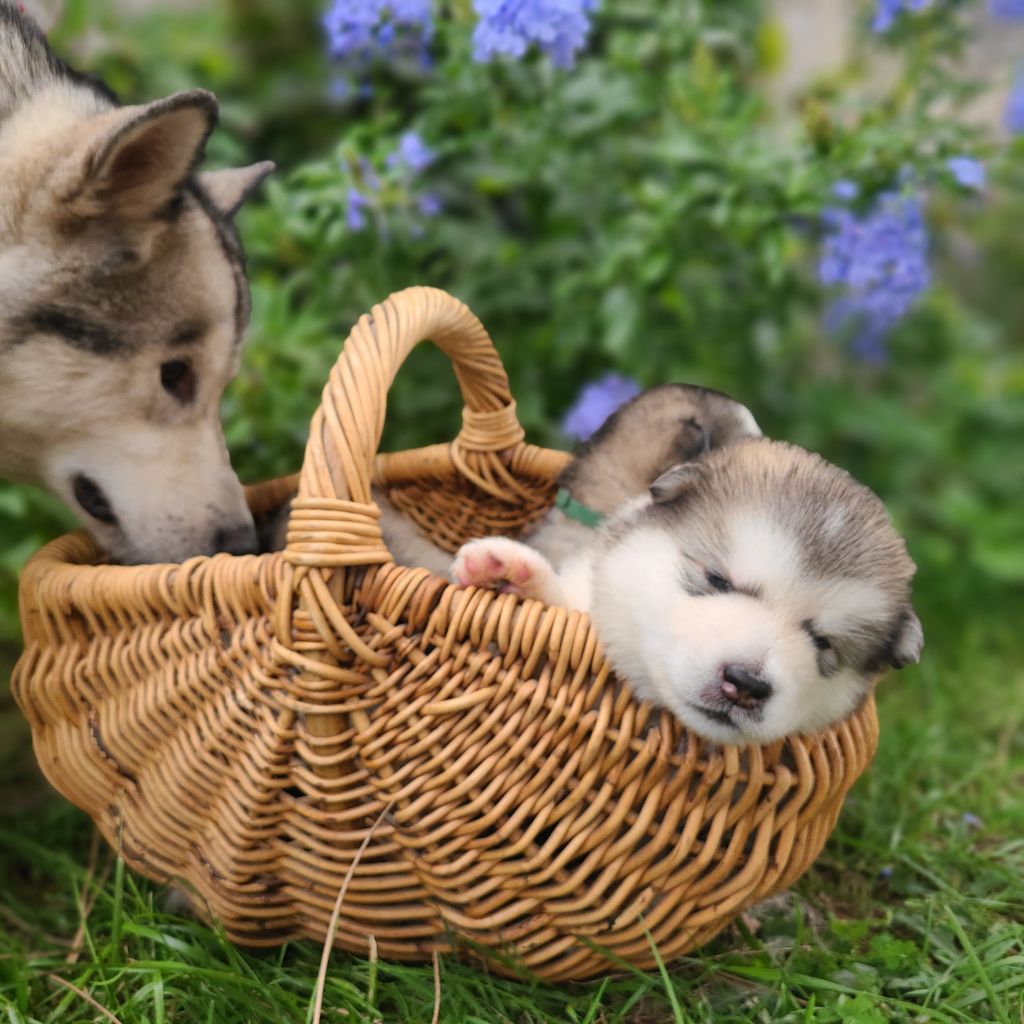 Chiot Alaskan Malamute De L'Esprit De Waheela