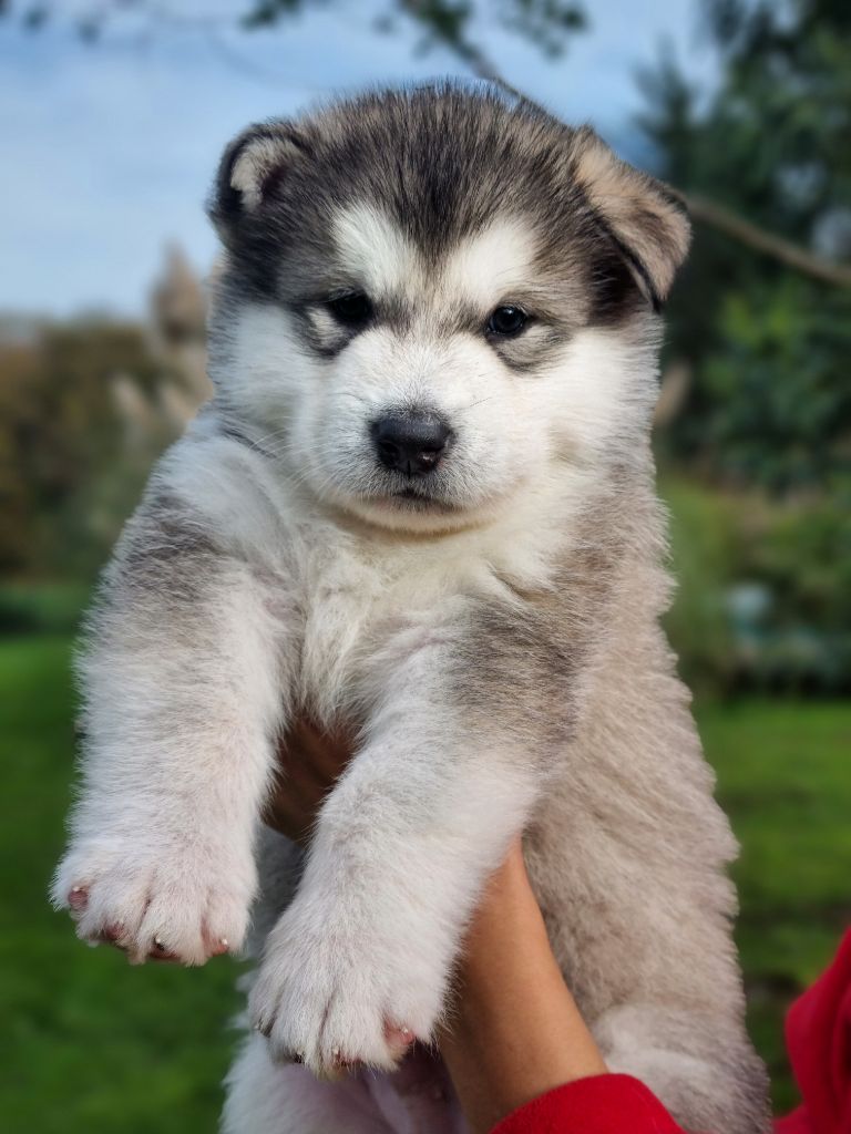 De L'Esprit De Waheela - Chiots disponibles - Alaskan Malamute