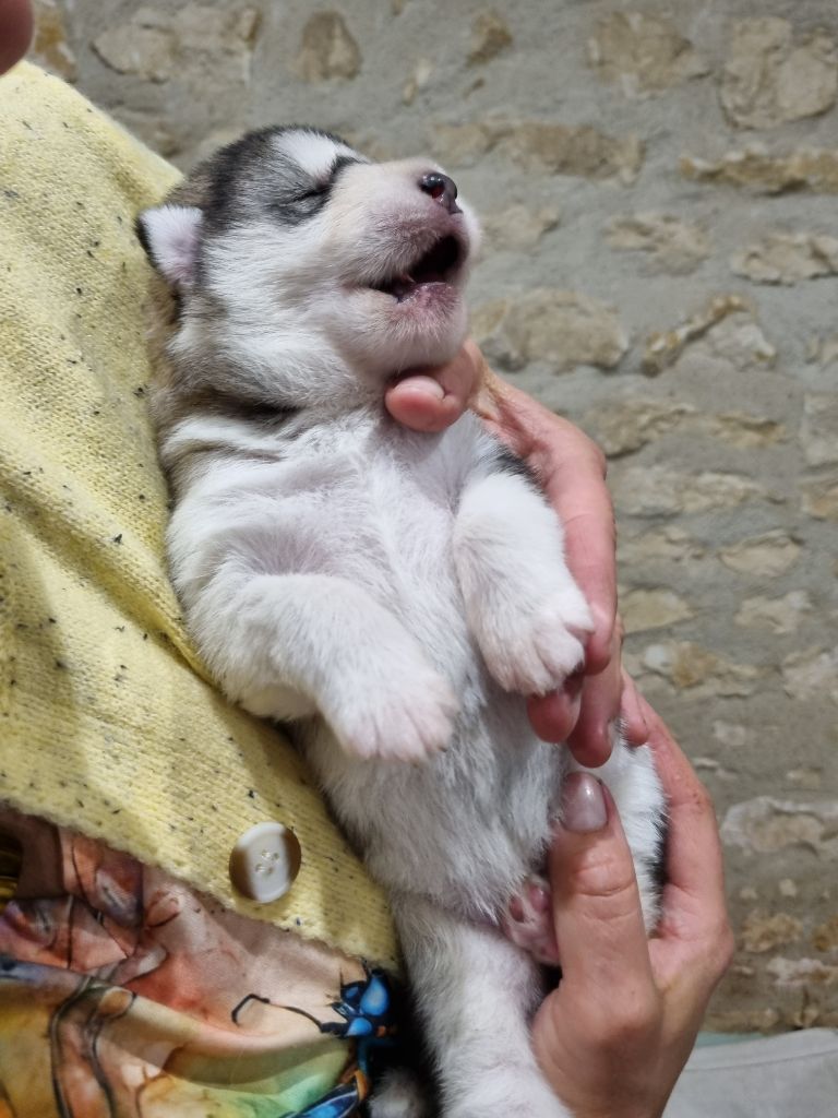 De L'Esprit De Waheela - Chiots disponibles - Alaskan Malamute