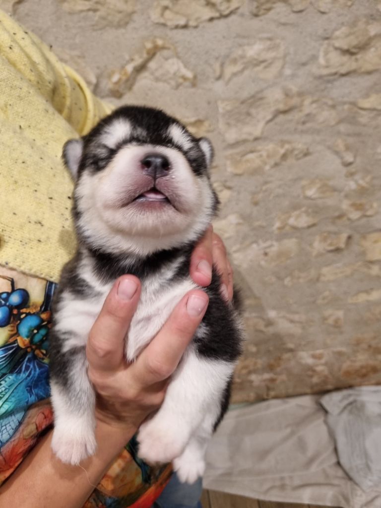 De L'Esprit De Waheela - Chiots disponibles - Alaskan Malamute