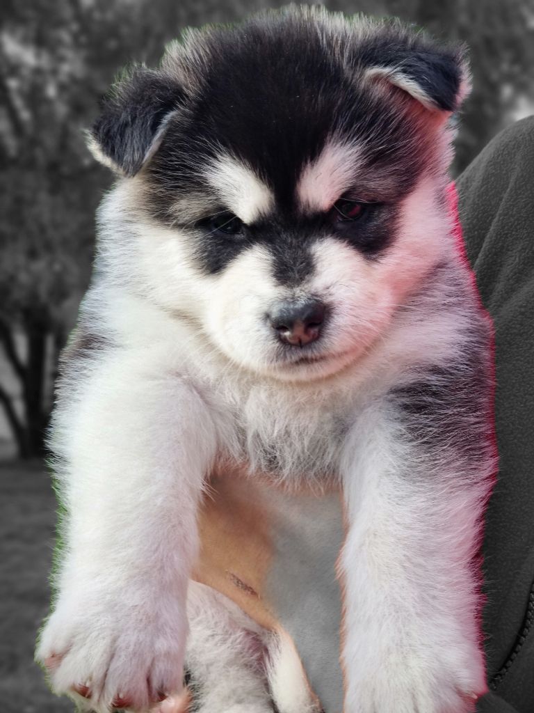 De L'Esprit De Waheela - Chiots disponibles - Alaskan Malamute