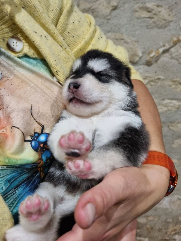 De L'Esprit De Waheela - Chiots disponibles - Alaskan Malamute