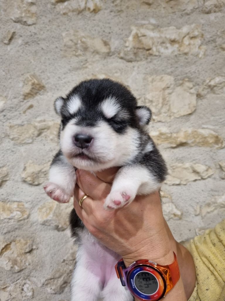 De L'Esprit De Waheela - Chiots disponibles - Alaskan Malamute