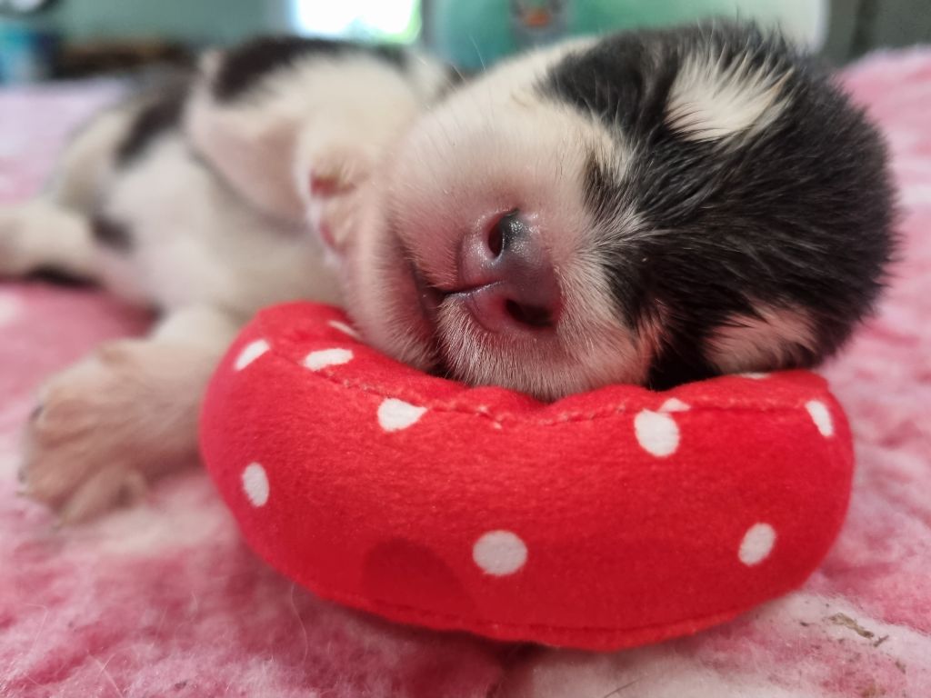 De L'Esprit De Waheela - Chiots disponibles - Alaskan Malamute
