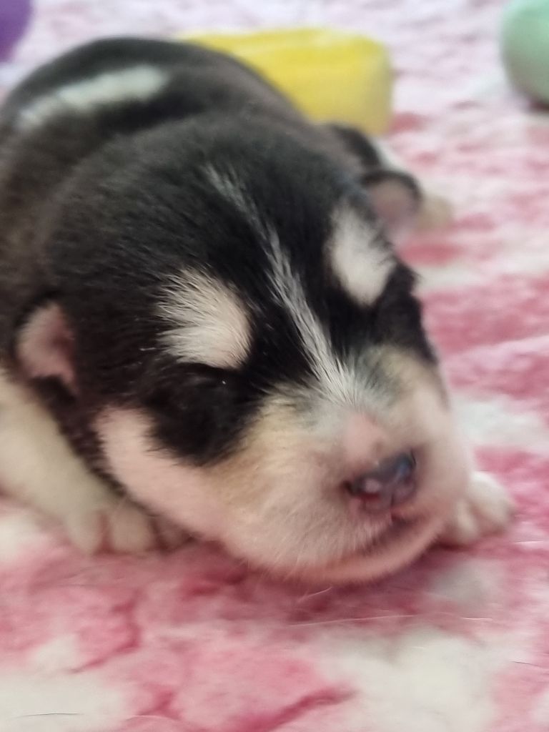 De L'Esprit De Waheela - Chiots disponibles - Alaskan Malamute