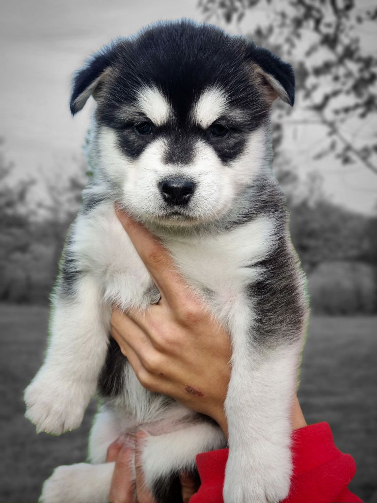 De L'Esprit De Waheela - Chiots disponibles - Alaskan Malamute